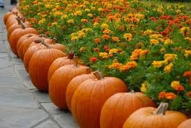 Pumpkins and Halloween Events